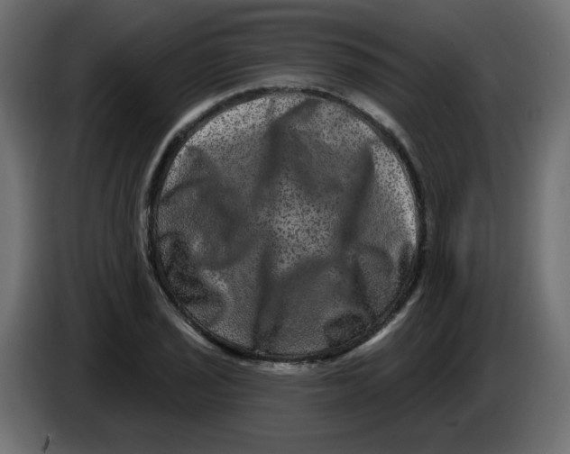 X0000083571029200703021741