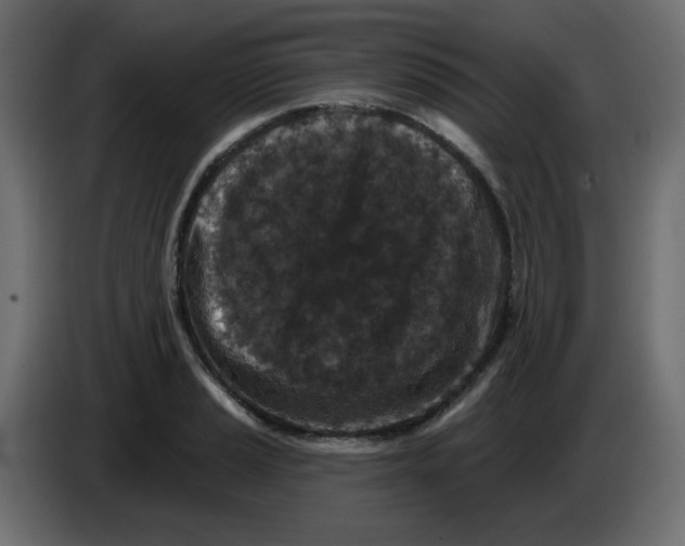 X0000083571037200703021741