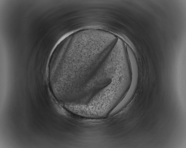 X0000083571044200703021741