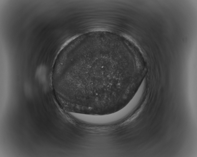 X0000083571121200703021739