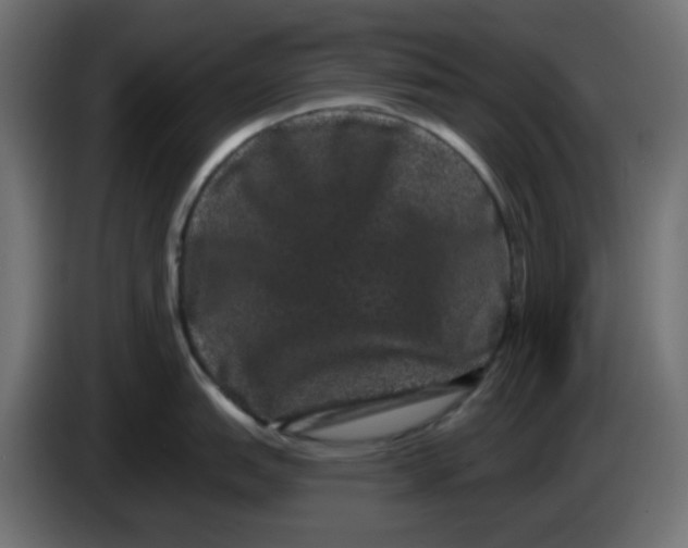 X0000083571151200703021740