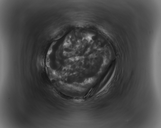X0000083571155200703021739