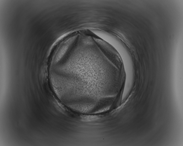 X0000083571164200703021739