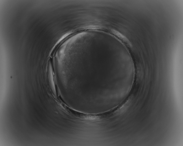 X0000083571170200703021739