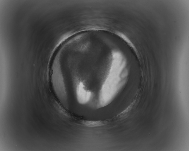 X0000083571173200703021739
