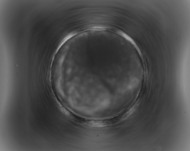 X0000083571194200703021738