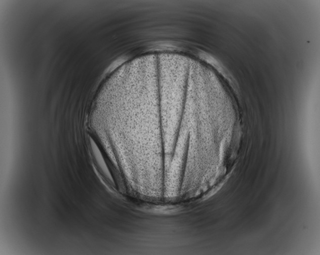 X0000083571233200703021738