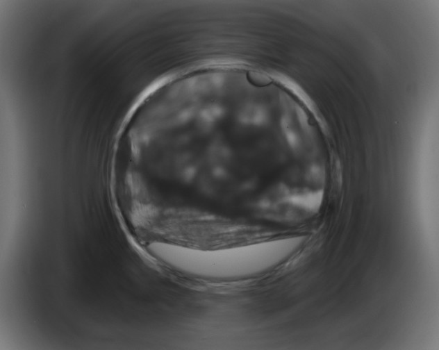 X0000083571245200703021738