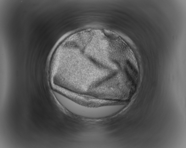 X0000083571248200703021738