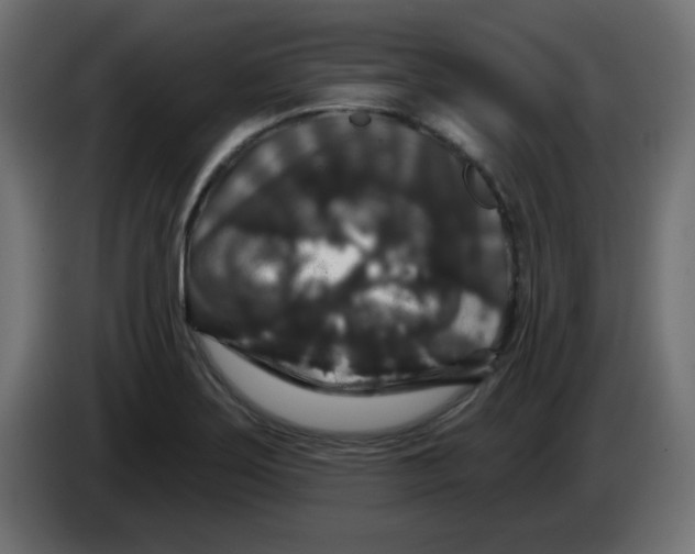X0000083571275200703021737