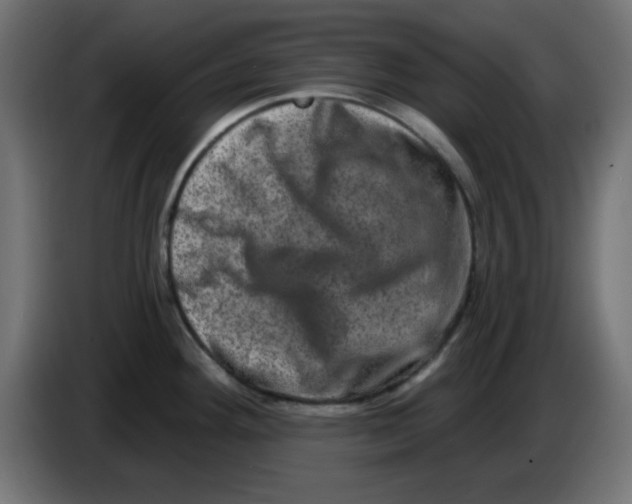 X0000083571292200703021736