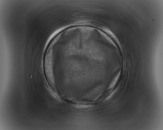 X0000083571336200703021736