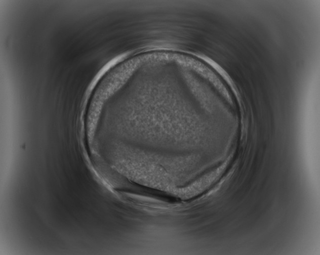 X0000083571341200703021736