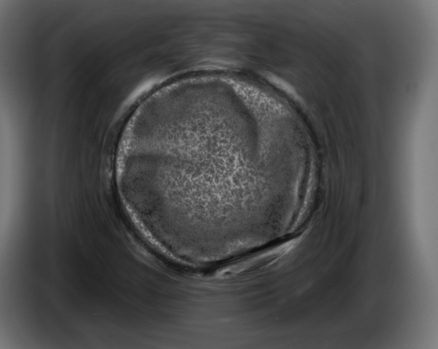 X0000083571355200703021735