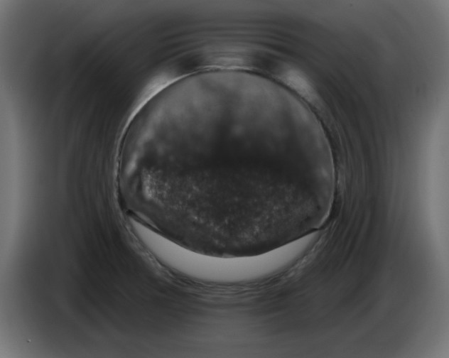 X0000083571378200703021735