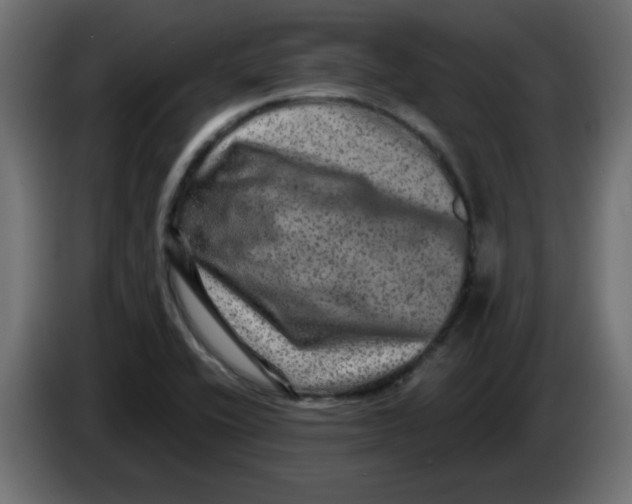 X0000083571416200703021734