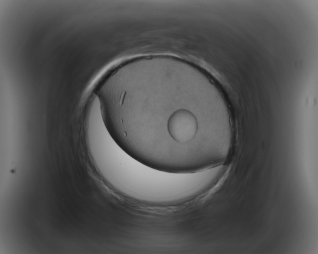 X0000083571502200703021732
