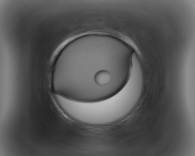 X0000083571504200703021732