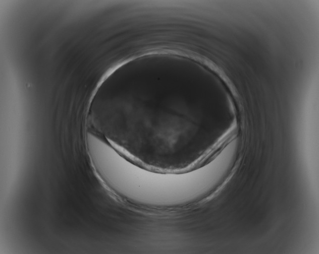 X0000083571529200703021733