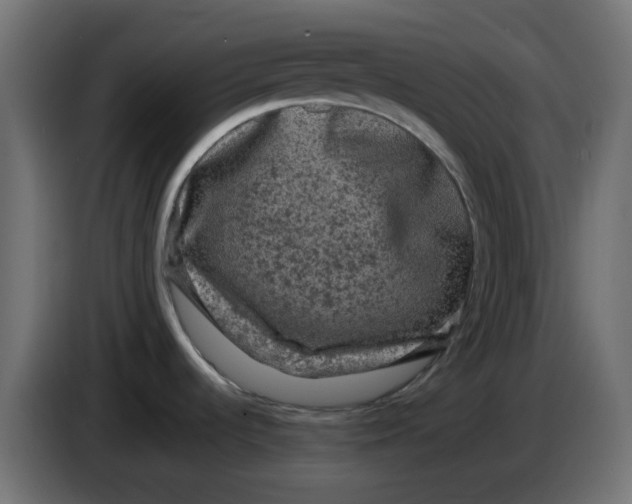 X0000083571536200703021733
