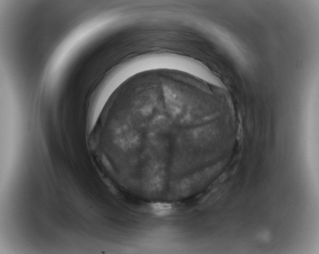 X0000083570052200703091646