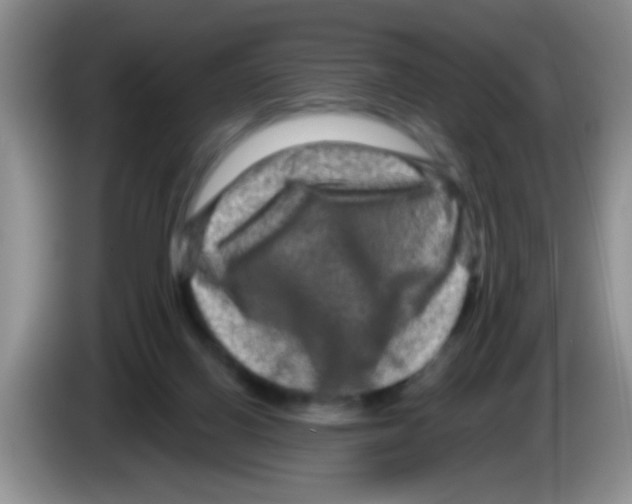 X0000083570070200703091646
