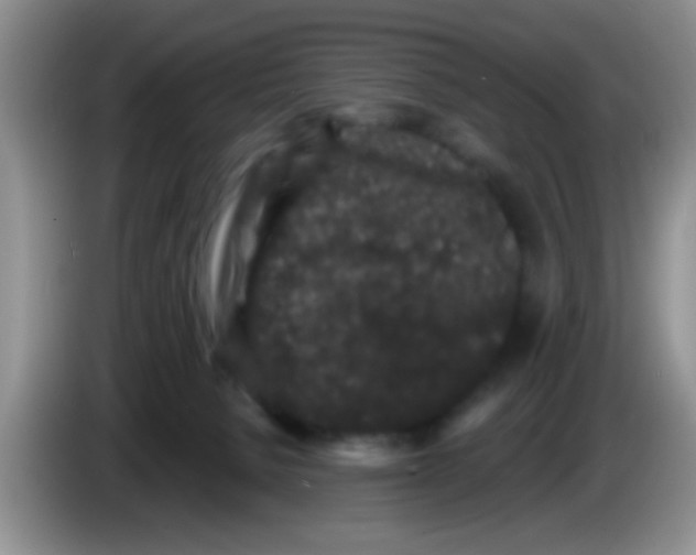 X0000083570080200703091646