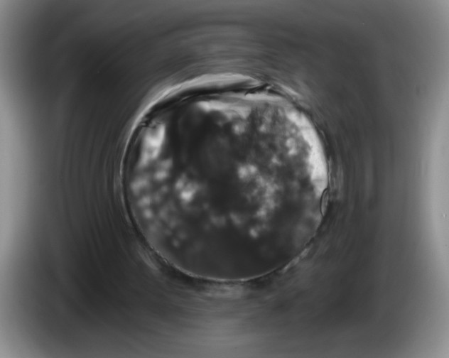 X0000083570099200703091646
