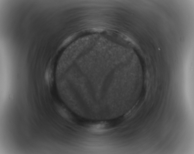 X0000083570116200703091646