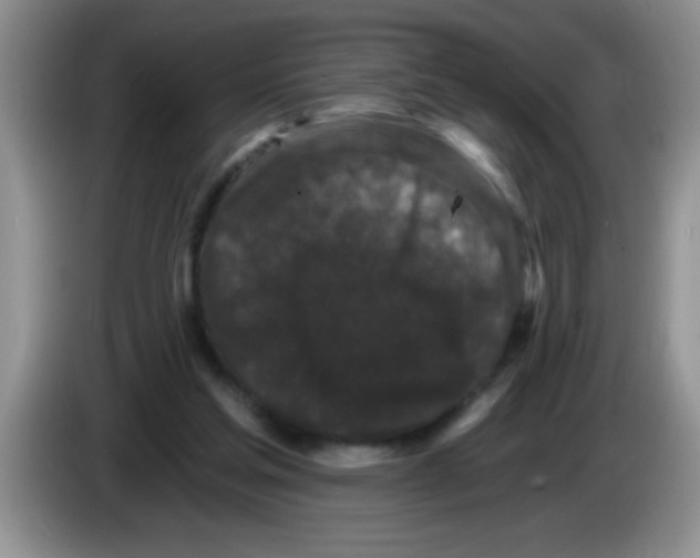 X0000083570205200703091644