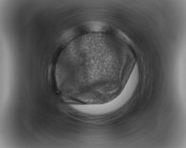 X0000083570217200703091644
