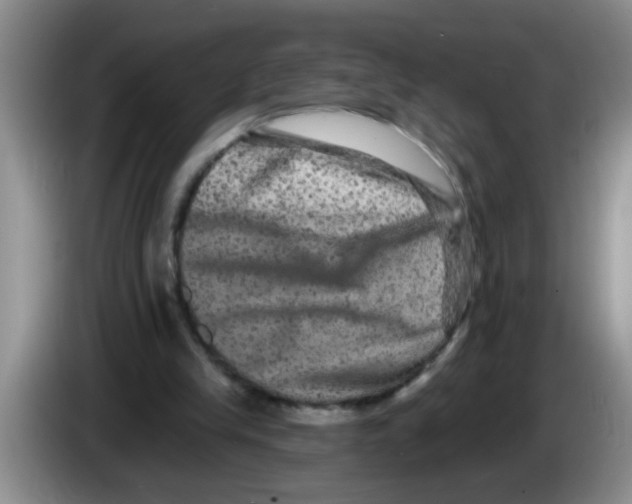 X0000083570245200703091643