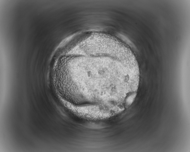 X0000083570346200703091642