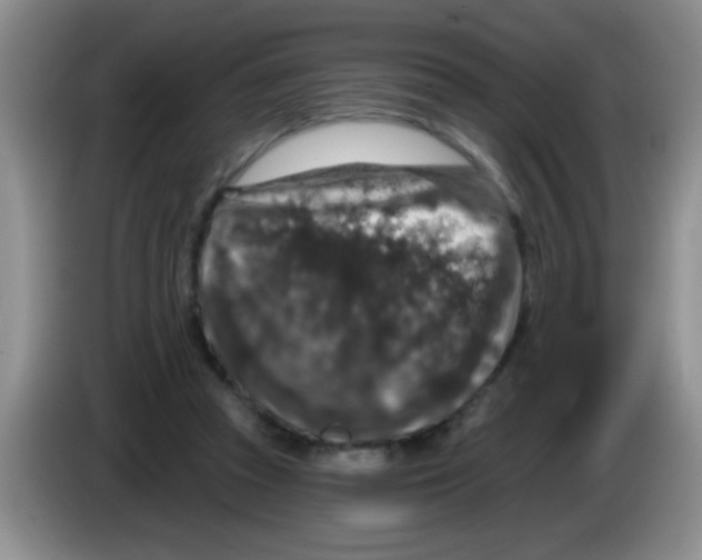 X0000083570353200703091642