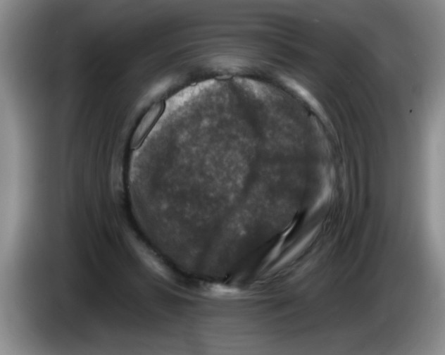 X0000083570399200703091642