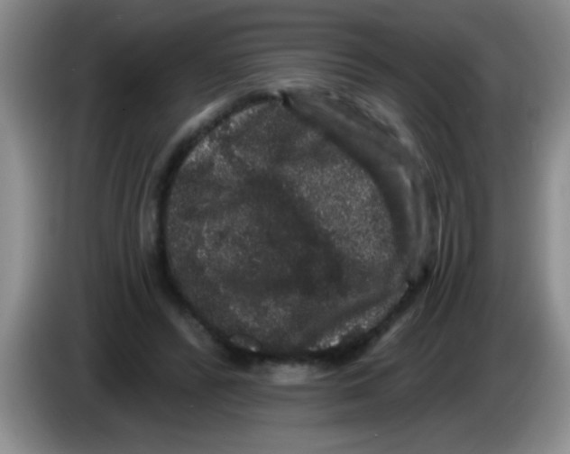 X0000083570400200703091642