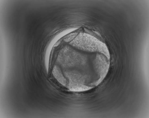 X0000083570656200703091638