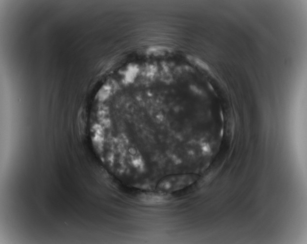 X0000083570661200703091639