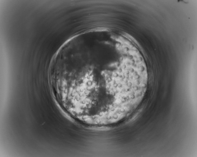 X0000083570851200703091636