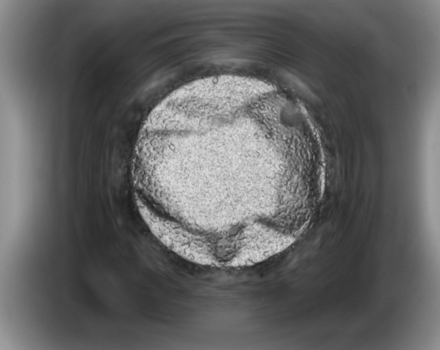 X0000083570917200703091634