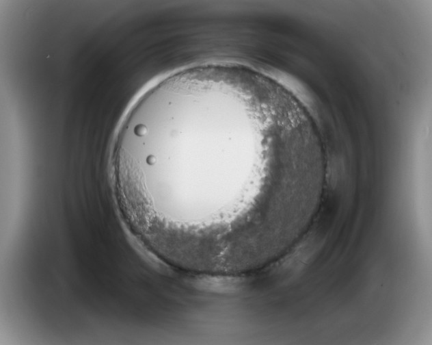 X0000083570950200703091635