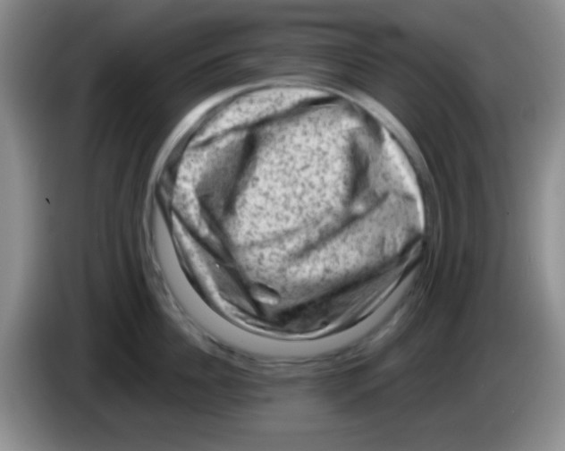 X0000083570956200703091635