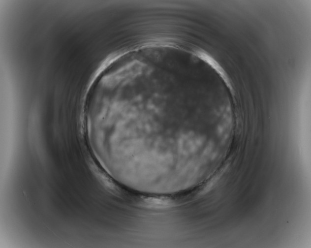 X0000083570994200703091634