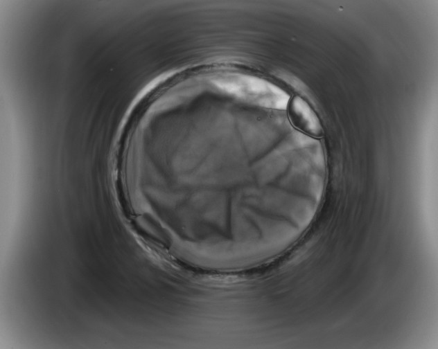 X0000083571024200703091633