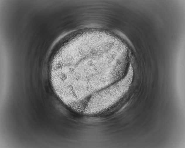 X0000083571027200703091633