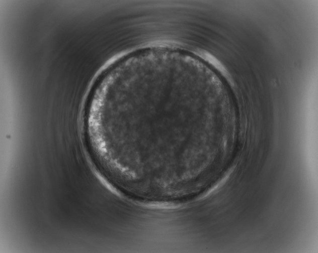 X0000083571037200703091633
