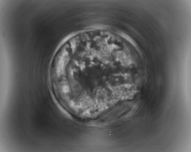 X0000083571055200703091633