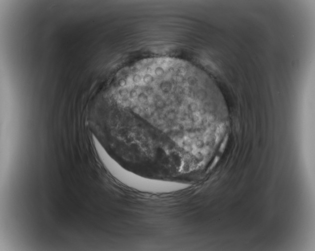 X0000083571106200703091631