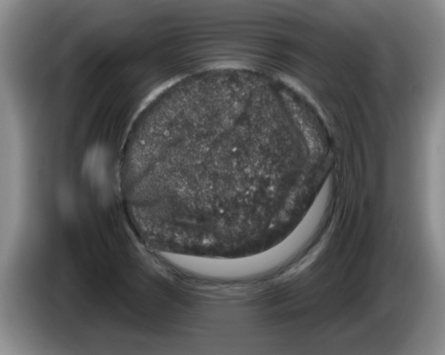 X0000083571121200703091632