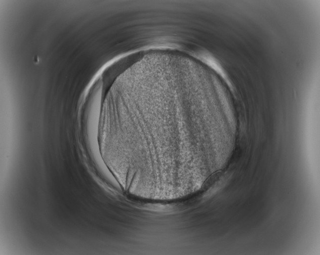 X0000083571124200703091632